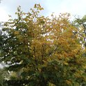 Cladastris lutea automne